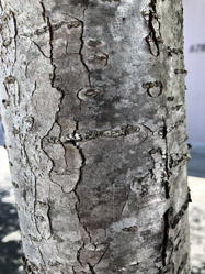 Crataegus phaenopyrum (Washington Hawthorn) bark