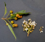 Eriobotrya deflexa (Bronze Loquat) - flower