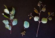 Eucalyptus polyanthemos (Silver Dollar Gum) - leaves & flower