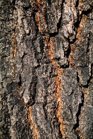 Eucalyptus sideroxylon 'Rosea' (Red Ironbark) - bark