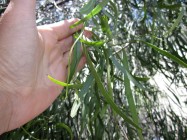 Geijera parvifolia (Australian Willow) - leaves