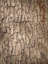 Jacaranda mimosifolia (Jacaranda) - bark