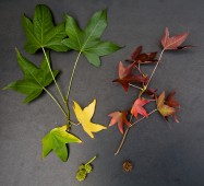Liquidambar styraciflua ‘Rotundiloba’/ ‘Palo Alto’/ ‘Burgundy’/ ‘Festival’ (American Sweet Gum) - leaves