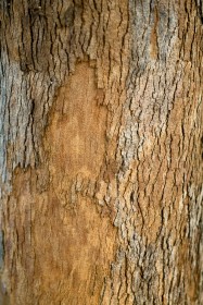 Lophostemon confertus (Brisbane Box) - bark