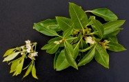 Lophostemon confertus (Brisbane Box) - leaves & flower