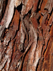 Lyonothamnus floribundus asplenifolius (Fernleaf Catalina Ironwood) - bark