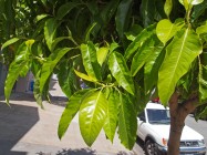 Michelia champaca (Champaca) - leaves