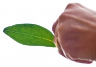 Myoporum laetum 'Clean n Green' (Myoporum) - leaf