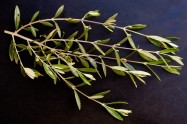 Olea europaea (Olive Tree) - leaves