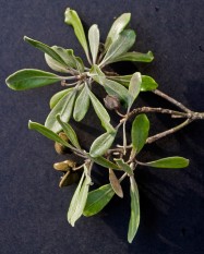 Pittosporum crassifolium (Karo) - leaves