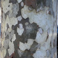 Platanus x hispanica (London Plane Tree) - bark