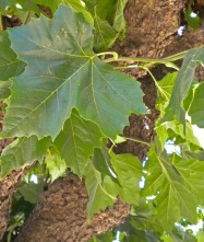 Platanus x hispanica (London Plane Tree) - leaves