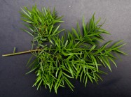 Podocarpus gracilior (Fern Pine) - leaves