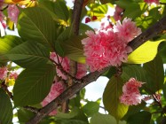 Prunus serrulata 'Kwanzan' (Flowering Cherry) - leaves