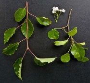 Pyrus calleryana (Flowering Pear) - leaves