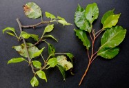 Pyrus kawakamii (Evergreen Pear) - leaves