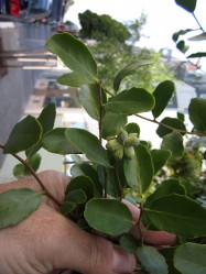 Quillaja saponaria (Soapbark Tree) - leaves