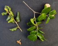 Quercus agrifolia (Coast Live Oak) - leaves