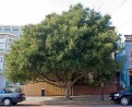 Quercus agrifolia (Coast Live Oak) - full view