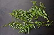 Schinus molle (Pepper Tree) - leaves