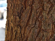 Schinus terebinthefolius (Brazilian Pepper Tree) - bark