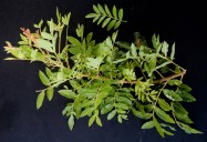 Schinus terebinthefolius (Brazilian Pepper Tree) - leaves