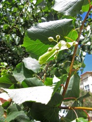 Tilia cordata (Linden) - leaves