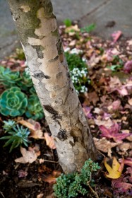 Tristaniopsis laurina (Small-Leaf Tristania) - bark