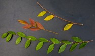 Ulmus parvifolia (Chinese Elm) - leaves