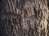 Eucalyptus polyanthemos (Silver Dollar Gum) - bark