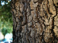 Olea europaea (Olive Tree) - bark