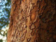Ulmus parvifolia (Chinese Elm) - bark