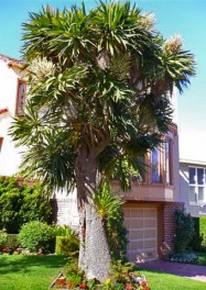 cordyline australis (Cabbage Palm) - full view