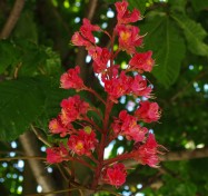Aesculus carnea  (Red Horsechestnut) - flowers