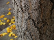 Ginkgo biloba (Maidenhair Tree) - bark