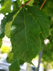 Aesculus carnea  (Red Horsechestnut) - leaves