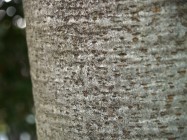 Quercus agrifolia (Coast Live Oak) - bark