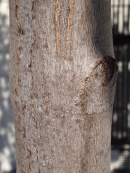 Acer x freemanii (Autumn Blaze) - bark