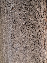 AAllocasuarina verticillata (Mountain She-Oak, Beefwood) - bark