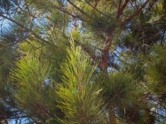 AAllocasuarina verticillata (Mountain She-Oak, Beefwood) - leaves