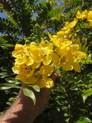 Cassia leptophylla (Gold Medallian Tree) - flower