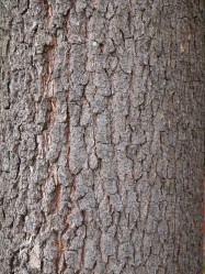 Cinnamomum camphora (Camphor Tree) - bark