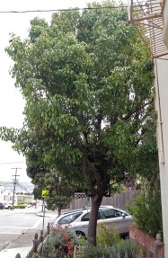Cinnamomum camphora (Camphor Tree) - full view
