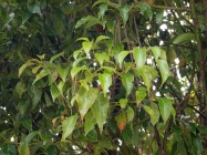 Cinnamomum camphora (Camphor Tree) - leaves