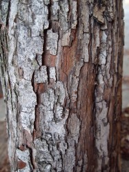 Crataegus laevigata (English Hawthorn) - bark