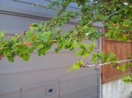 Crataegus laevigata (English Hawthorn) - leaves & fruit