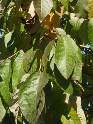 Fraxinus americana (White Ash) - leaves