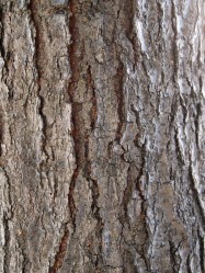 Gleditsia tricanthos (Honeylocust) - bark