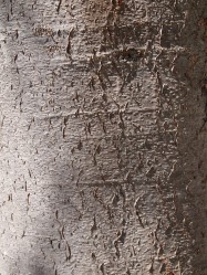 Hakea suaveolens (Sweet Hakea) - bark