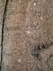 Koelreuteria bipinnata (Chinese Flame Tree) - bark